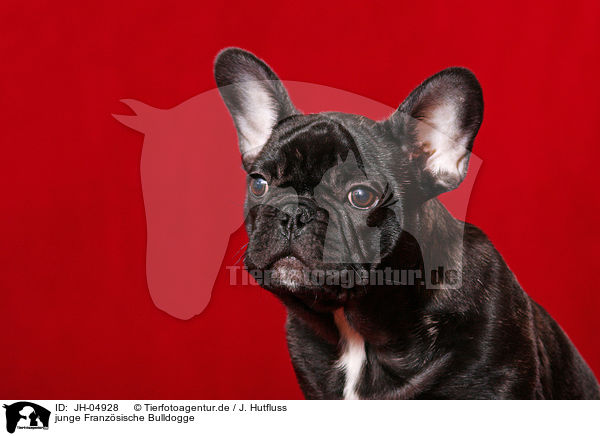 junge Franzsische Bulldogge / young french bulldog / JH-04928