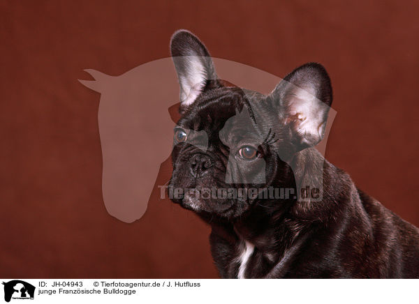 junge Franzsische Bulldogge / young french bulldog / JH-04943