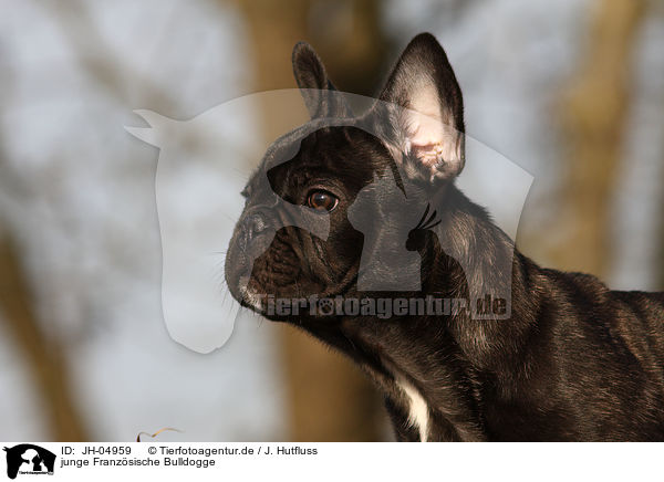 junge Franzsische Bulldogge / young french bulldog / JH-04959