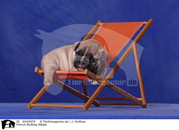French Bulldog Welpe / French Bulldog Puppy / JH-04978