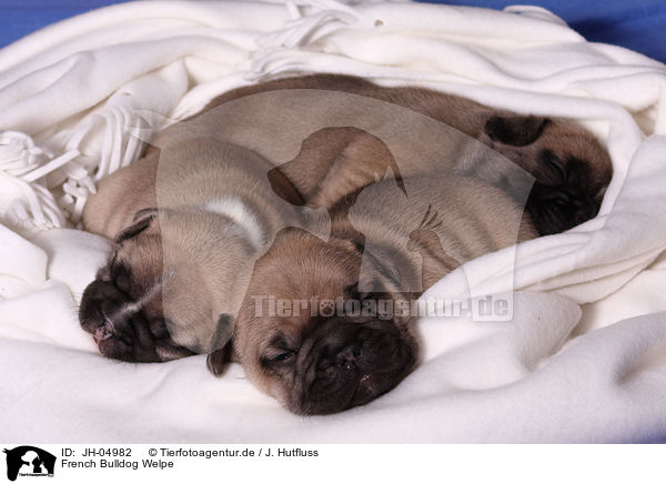 French Bulldog Welpe / French Bulldog Puppy / JH-04982