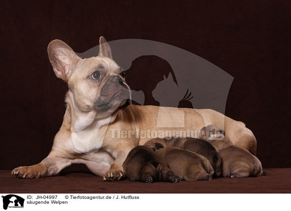 sugende Welpen / suckling puppies / JH-04997