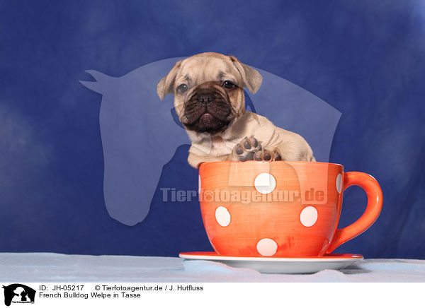 French Bulldog Welpe in Tasse / JH-05217