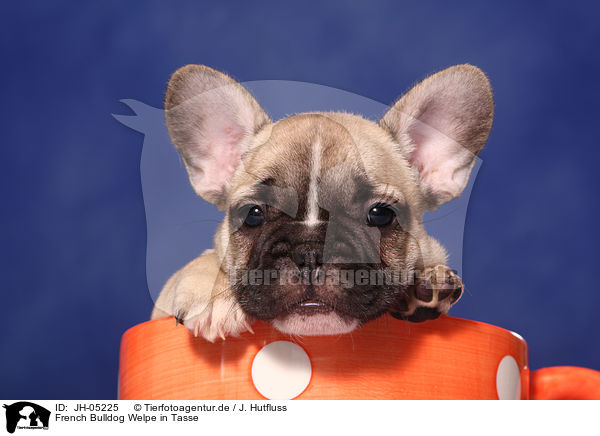 French Bulldog Welpe in Tasse / French Bulld puppy in cup / JH-05225