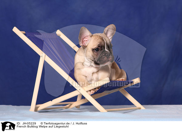 French Bulldog Welpe auf Liegestuhl / JH-05229