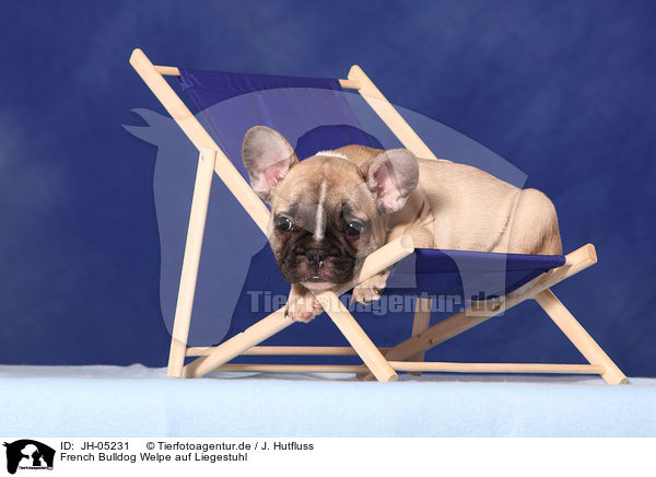 French Bulldog Welpe auf Liegestuhl / JH-05231