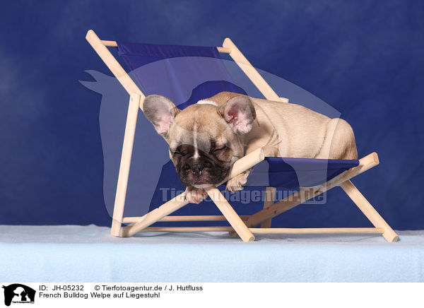 French Bulldog Welpe auf Liegestuhl / JH-05232