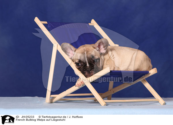 French Bulldog Welpe auf Liegestuhl / JH-05233