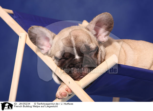 French Bulldog Welpe auf Liegestuhl / JH-05234