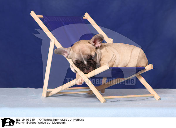 French Bulldog Welpe auf Liegestuhl / JH-05235
