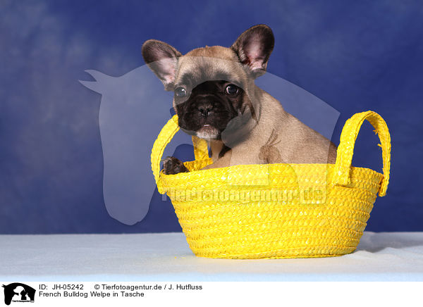 French Bulldog Welpe in Tasche / JH-05242