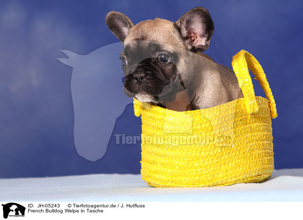 French Bulldog Welpe in Tasche / JH-05243