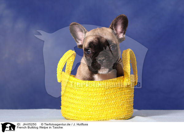 French Bulldog Welpe in Tasche / JH-05250