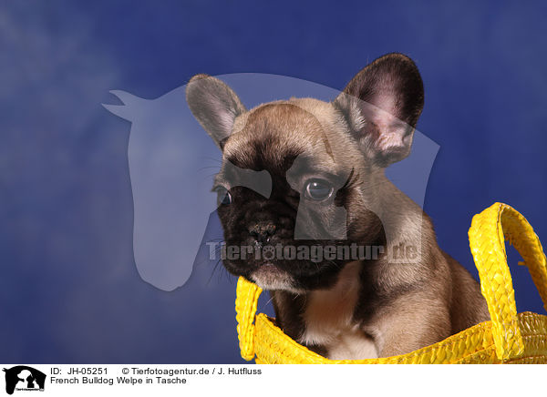 French Bulldog Welpe in Tasche / JH-05251