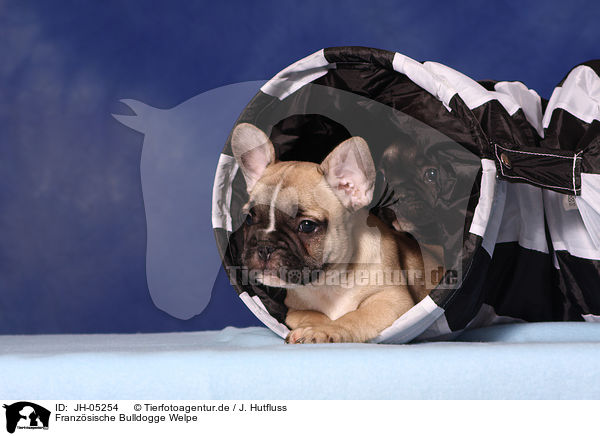 Franzsische Bulldogge Welpe / JH-05254