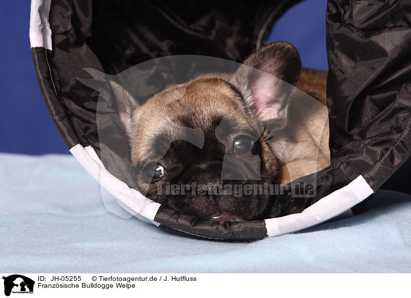 Franzsische Bulldogge Welpe / French Bulldog Puppy / JH-05255