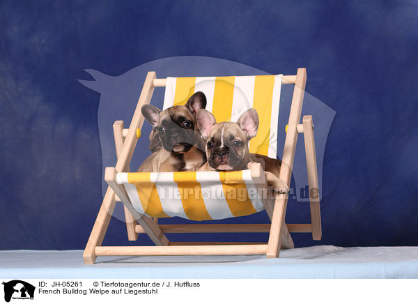 French Bulldog Welpe auf Liegestuhl / JH-05261
