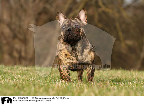 Franzsische Bulldogge auf Wiese / French Bulldog on meadow / JH-05620