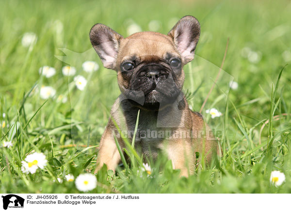 Franzsische Bulldogge Welpe / French Bulldog Puppy / JH-05926