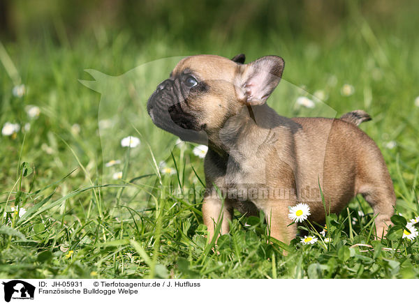 Franzsische Bulldogge Welpe / French Bulldog Puppy / JH-05931