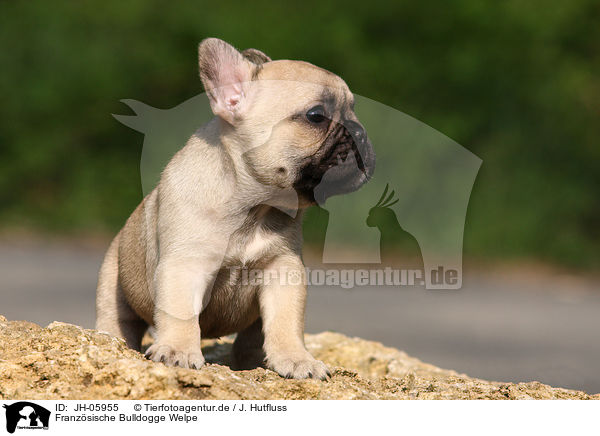 Franzsische Bulldogge Welpe / French Bulldog Puppy / JH-05955