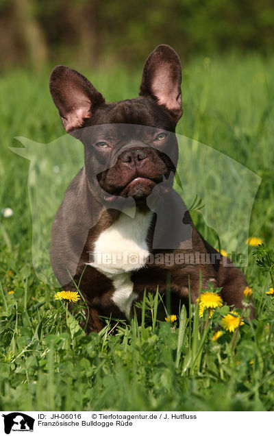 Franzsische Bulldogge Rde / French Bulldog / JH-06016