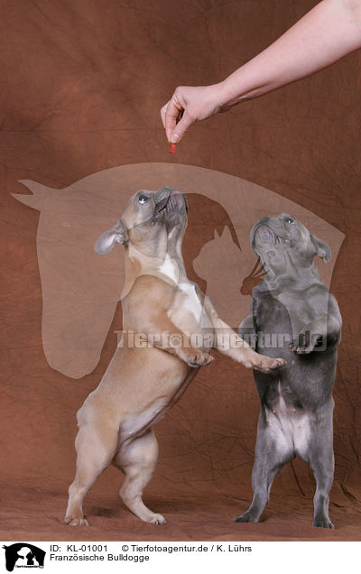 Franzsische Bulldogge / KL-01001