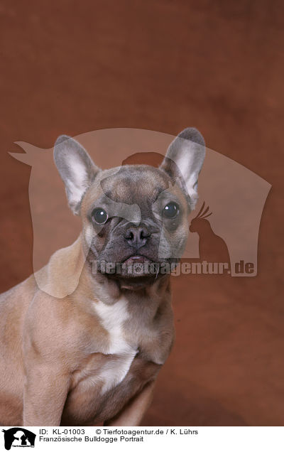 Franzsische Bulldogge Portrait / French Bulldog Portrait / KL-01003