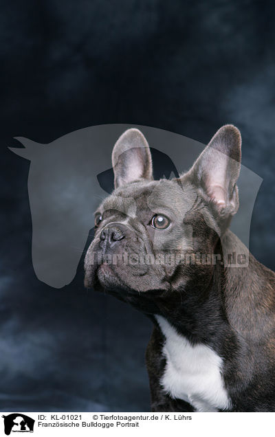 Franzsische Bulldogge Portrait / French Bulldog Portrait / KL-01021