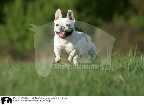rennende Franzsische Bulldogge / running French Bulldog / KL-01094