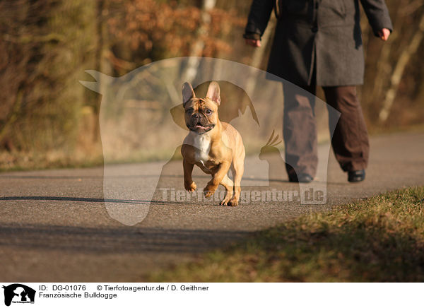 Franzsische Bulldogge / DG-01076
