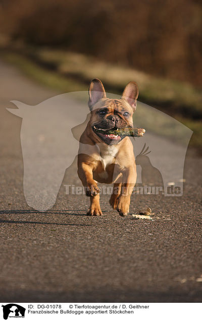 Franzsische Bulldogge apportiert Stckchen / DG-01078