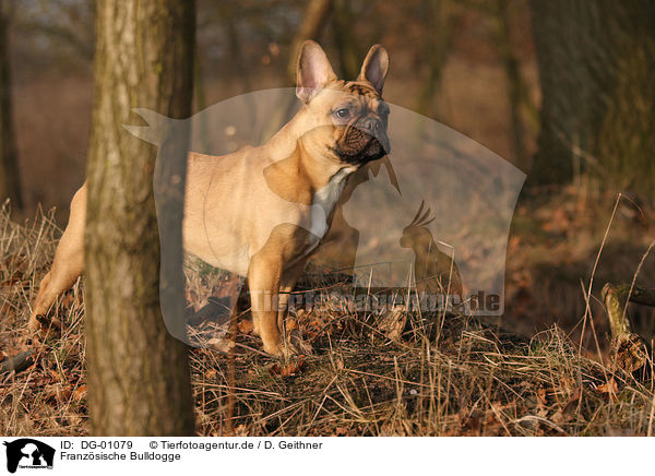 Franz�sische Bulldogge / DG-01079