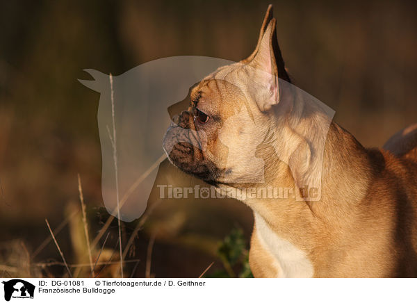 Franzsische Bulldogge / DG-01081