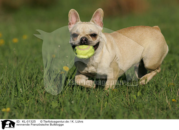 rennende Franzsische Bulldogge / running french bulldog / KL-01325