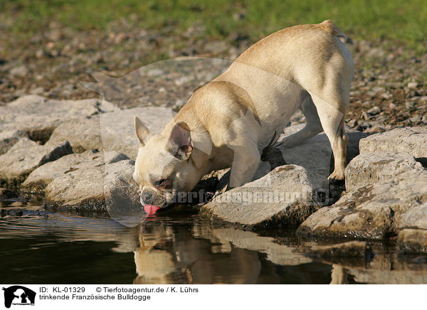 trinkende Franzsische Bulldogge / KL-01329