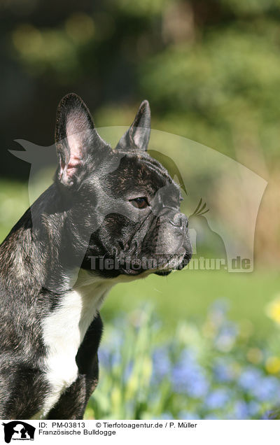 Franzsische Bulldogge / PM-03813