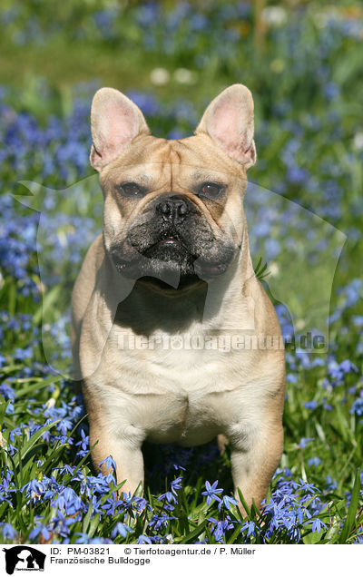 Franzsische Bulldogge / PM-03821