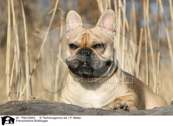Franz�sische Bulldogge / PM-03863