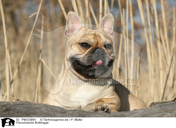 Franzsische Bulldogge / PM-03864