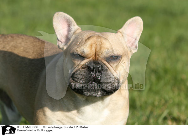 Franzsische Bulldogge / PM-03886