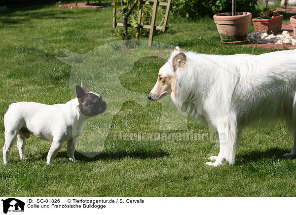 Collie und Franzsische Bulldogge / SG-01826