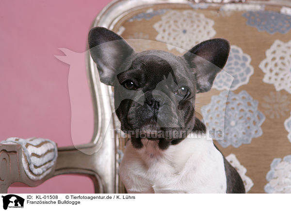 Franzsische Bulldogge / French Bulldog / KL-01508
