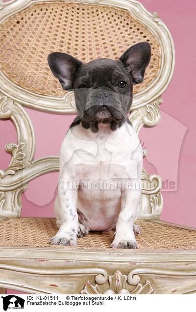 Franzsische Bulldogge auf Stuhl / French Bulldog on chair / KL-01511