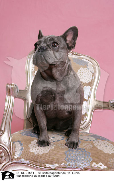 Franz�sische Bulldogge auf Stuhl / French Bulldog on chair / KL-01514