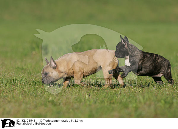 Franzsische Bulldoggen / French Bulldogs / KL-01548
