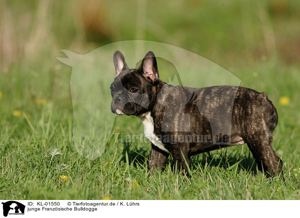 junge Franzsische Bulldogge / young french bulldog / KL-01550