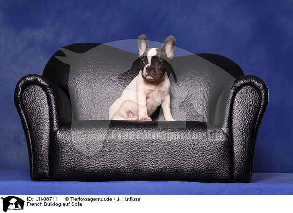 French Bulldog auf Sofa / French Bulldog on sofa / JH-06711