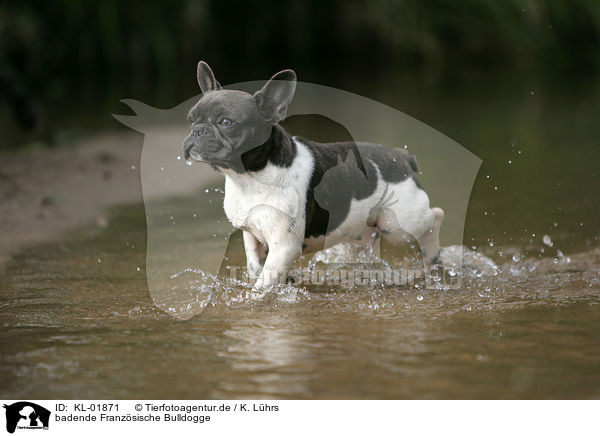 badende Franzsische Bulldogge / bathing French Bulldog / KL-01871