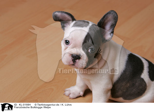 Franzsische Bulldogge Welpe / French Bulldog puppy / KL-01884